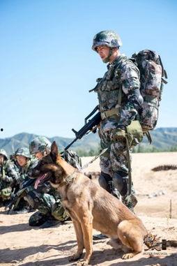 神犬奇兵在线观看,忠诚守护,勇闯天涯的军犬传奇 第1张 神犬奇兵在线观看,忠诚守护,勇闯天涯的军犬传奇 第1张